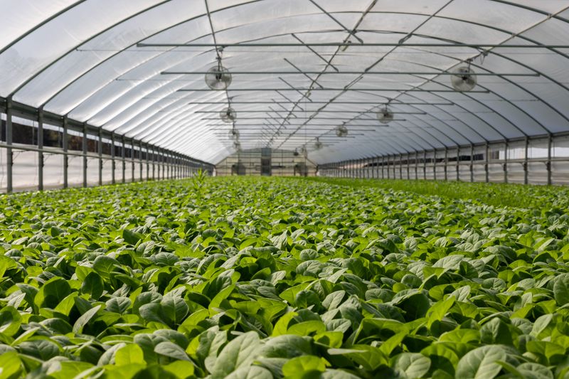 Agricultura